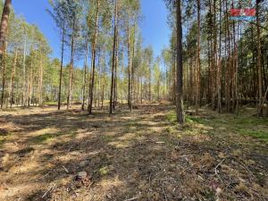 Prodej lesa, Boršov nad Vltavou, 6271 m2