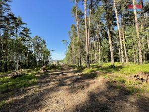 Prodej lesa, Boršov nad Vltavou, 6271 m2