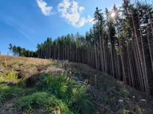 Prodej lesa, Žďár, 233155 m2