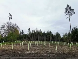 Prodej lesa, Žďár, 233155 m2