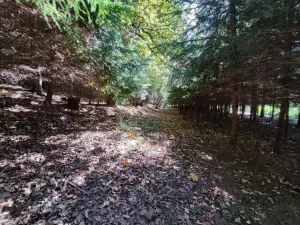 Prodej lesa, Žďár, 233155 m2