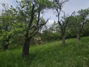 Prodej sadu/vinice, Koryčany, 4253 m2