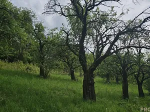 Prodej sadu/vinice, Koryčany, 4253 m2