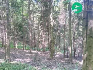 Prodej lesa, Ženklava, 15096 m2