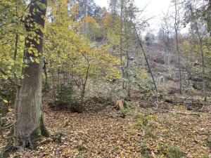 Prodej lesa, Svatý Jan nad Malší - Chlum, 11633 m2