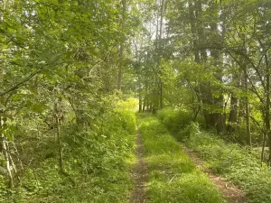 Prodej lesa, Chlum u Třeboně - Žíteč, 360000 m2