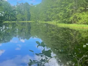 Prodej lesa, Chlum u Třeboně - Žíteč, 360000 m2
