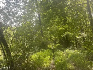 Prodej lesa, Chlum u Třeboně - Žíteč, 360000 m2