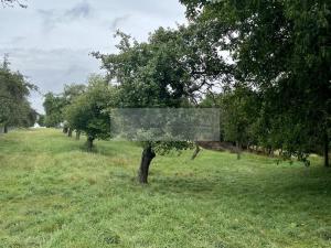 Prodej sadu/vinice, Velké Všelisy - Zamachy, 11900 m2