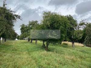 Prodej sadu/vinice, Velké Všelisy - Zamachy, 11900 m2