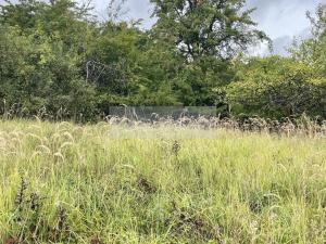 Prodej sadu/vinice, Velké Všelisy - Zamachy, 11900 m2