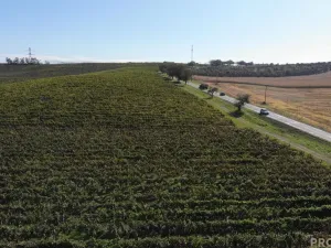 Prodej sadu/vinice, Čejkovice, 11340 m2