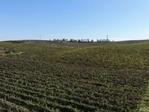 Prodej sadu/vinice, Čejkovice, 11340 m2