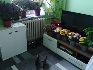 Pronájem bytu 2+1, Prostějov, 100 m2