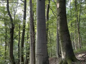 Prodej podílu pozemku, Útěchov, 25072 m2