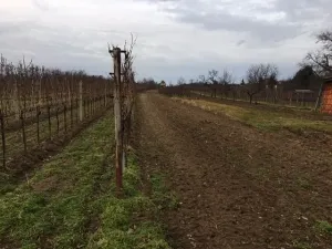 Prodej sadu/vinice, Břeclav, 2386 m2