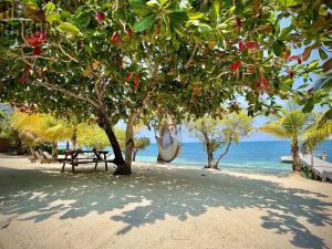 Prodej rodinného domu, Camp Bay, José Santos Guardiola, Honduras, 511 m2