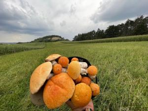 Prodej pozemku pro bydlení, Obora, 25976 m2