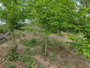 Prodej lesa, Číměř, 1493 m2