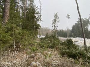 Prodej lesa, Břežany, 1000 m2