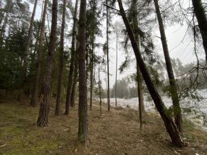 Prodej lesa, Břežany, 1000 m2