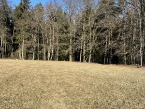 Prodej lesa, Svatý Jan nad Malší - Sedlce, 27831 m2