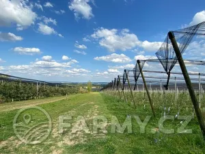 Prodej sadu/vinice, Plzeň, 1000000 m2