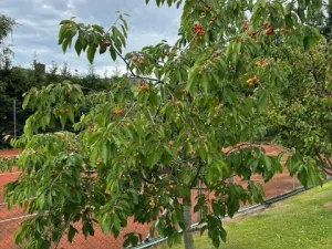 Prodej ubytování, Černolice, Pod Hůrkou, 420 m2