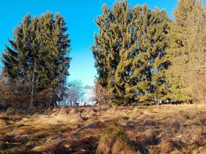 Prodej pozemku pro bydlení, Nová Bystřice - Albeř, 1074 m2