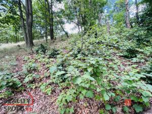 Prodej pozemku pro bydlení, Janov nad Nisou - Hraničná, 1161 m2