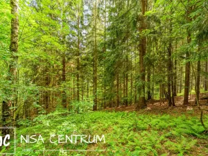 Prodej louky, Víchová nad Jizerou, 1867 m2