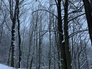 Prodej lesa, Starý Jičín, 11214 m2