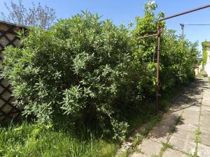 Pronájem bytu 1+1, Šanov, Zahradní, 50 m2
