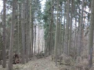 Dražba lesa, Ludkovice, 5834 m2