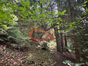 Prodej lesa, Nový Hrozenkov, 36473 m2