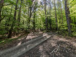 Prodej lesa, Brloh, 28851 m2