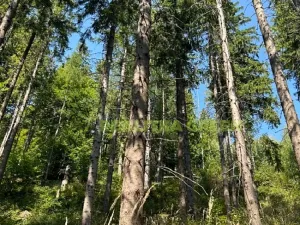 Prodej lesa, Nýdek, 14483 m2