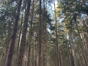 Prodej lesa, Hluboká nad Vltavou, 18006 m2