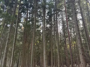 Prodej lesa, Hluboká nad Vltavou, 18006 m2