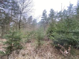 Prodej lesa, Miloňovice - Sudkovice, 2768 m2