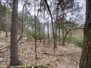 Prodej lesa, Miloňovice - Sudkovice, 2768 m2