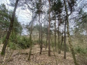Prodej lesa, Miloňovice - Sudkovice, 2768 m2