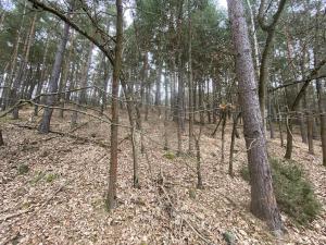 Prodej lesa, Miloňovice - Sudkovice, 2768 m2