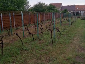 Prodej rodinného domu, Lanžhot, Na peci, 130 m2