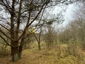 Dražba lesa, Šarovy, 11619 m2