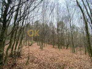 Dražba lesa, Šarovy, 11619 m2