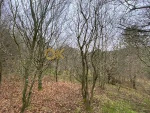 Dražba lesa, Šarovy, 11619 m2