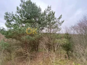 Dražba lesa, Šarovy, 11619 m2