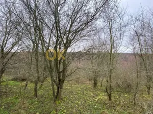 Dražba lesa, Šarovy, 11619 m2