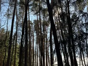 Prodej lesa, Libějice, 17252 m2